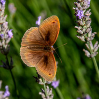 Meadow brown