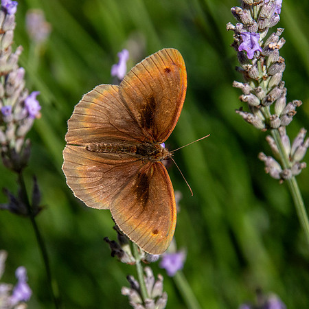 Meadow brown