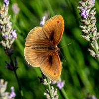 Meadow brown