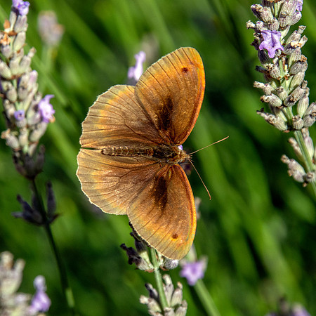 Meadow brown