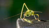 Mediterranean katydid - Four-Spot Bush-Cricket