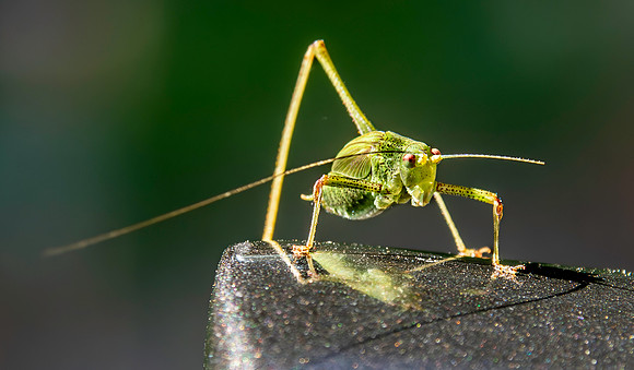 Mediterranean katydid - Four-Spot Bush-Cricket