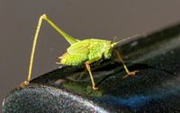 Mediterranean katydid - Four-Spot Bush-Cricket