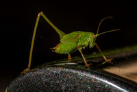 Mediterranean katydid - Four-Spot Bush-Cricket