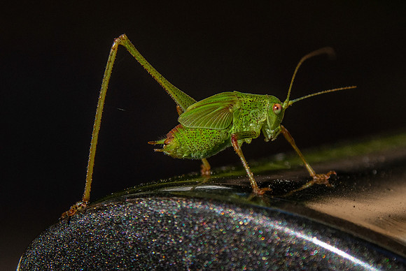Mediterranean katydid - Four-Spot Bush-Cricket