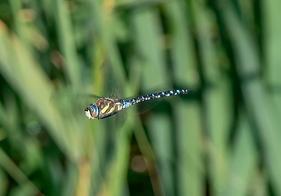 Migrant hawker