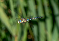 Migrant hawker