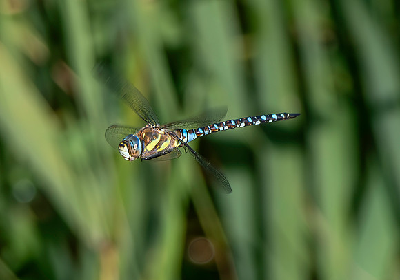 Migrant hawker
