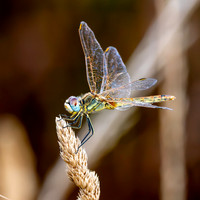 Red veined darter, immature