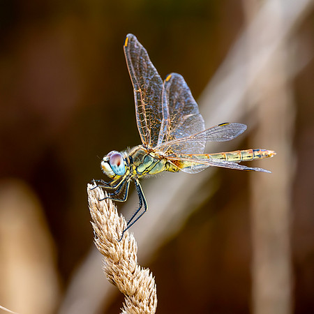 Red veined darter, immature