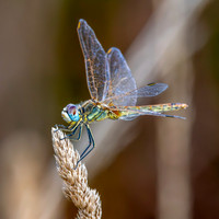 Red veined darter, immature