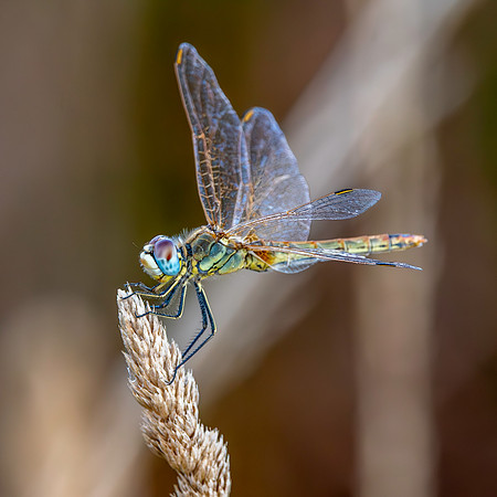 Red veined darter, immature