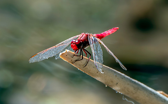 Broad scarlet / Scarlet darter