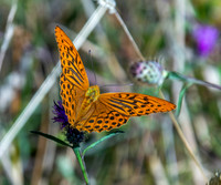Silver washed fritillary