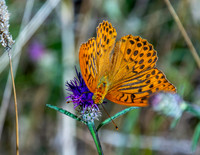 Silver washed fritillary