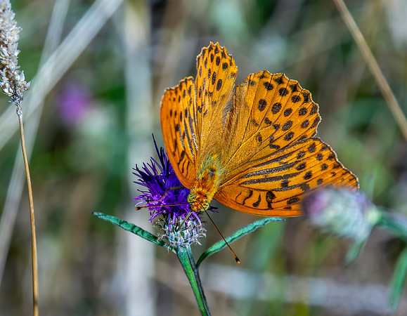 Silver washed fritillary