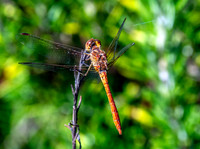 Southern darter