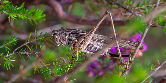 Tuberous grey bush cricket