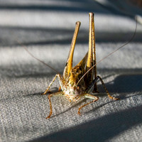 Tuberous grey bush cricket