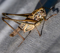 Tuberous grey bush cricket
