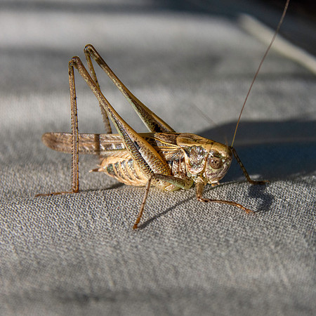 Tuberous grey bush cricket