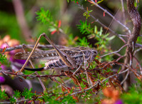 Tuberous grey bush cricket