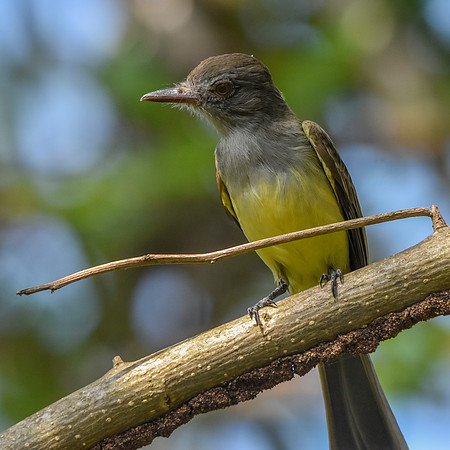 Panama flycatcher