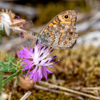 Wall brown