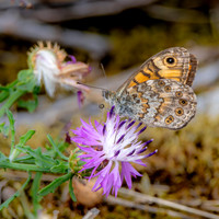 Wall brown