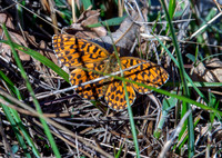Weaver's fritillary