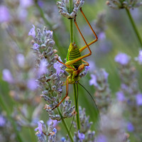 Saddle backed bush cricket