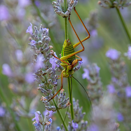 Saddle backed bush cricket