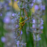 Saddle backed bush cricket