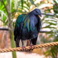 Nicobar pigeon