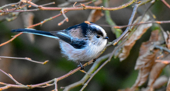 Long tailed tit