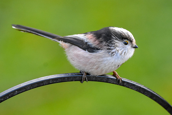 Long tailed tit