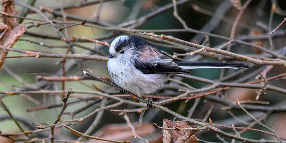 Long tailed tit