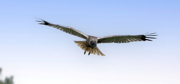 Marsh harrier