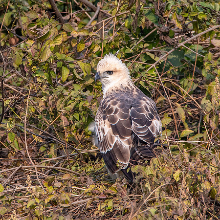 Changeable hawk eagle