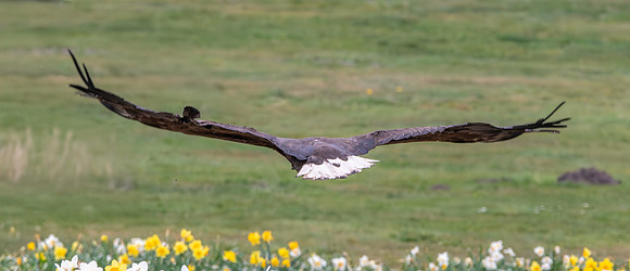 White tailed sea eagle