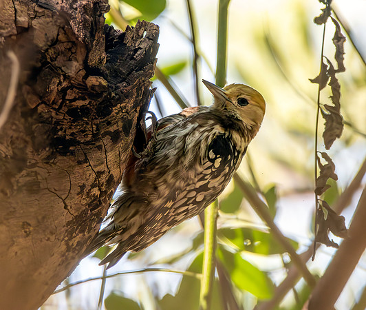 Yellow crowned woodpecker, female