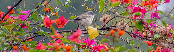 Lesser whitethroat