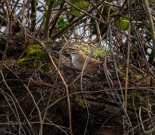 Cetti's warbler