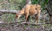 Nilgai / blue bull antelope, female