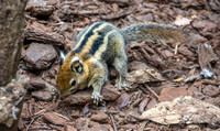 Swinhoe's squirrel