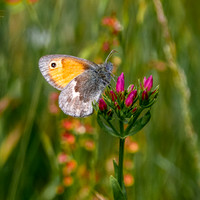 Small heath