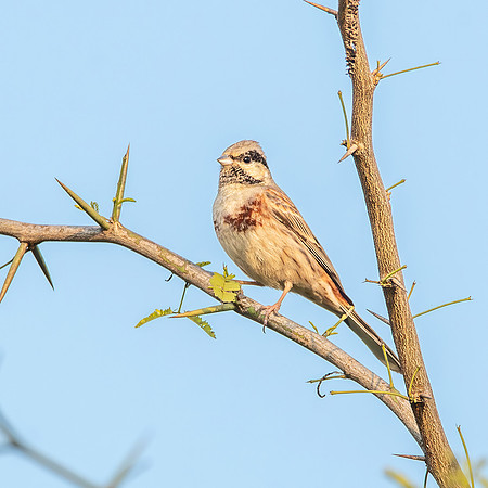 White capped bunting, male
