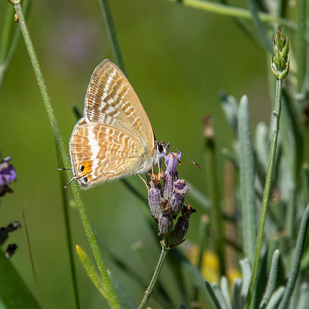 Long tailed blue