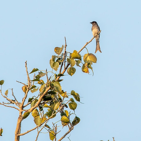 White bellied drongo