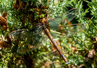 Norfolk hawker